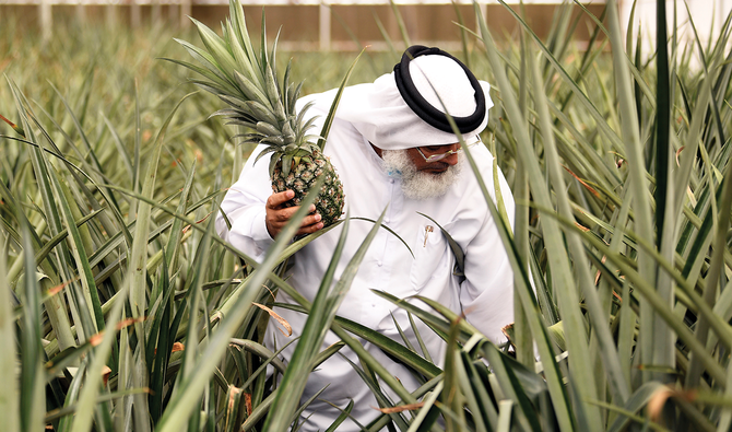 Desert oasis: High-tech farmers sow seeds of green revolution as Dubai puts food security top of menu