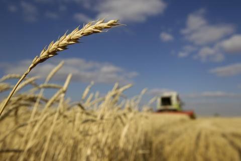 Egypt sets up commodities exchange for wheat, oils, sugar and rice