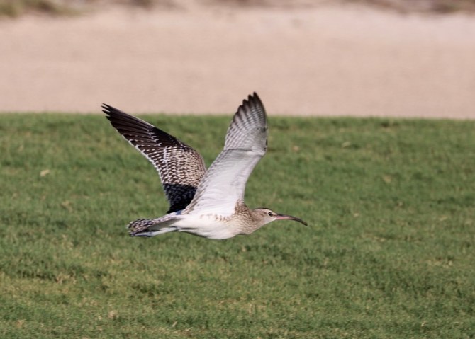 First UAE sighting of one of the world’s rarest birds in Abu Dhabi 