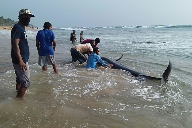 Sri Lanka rescues 120 whales after mass stranding