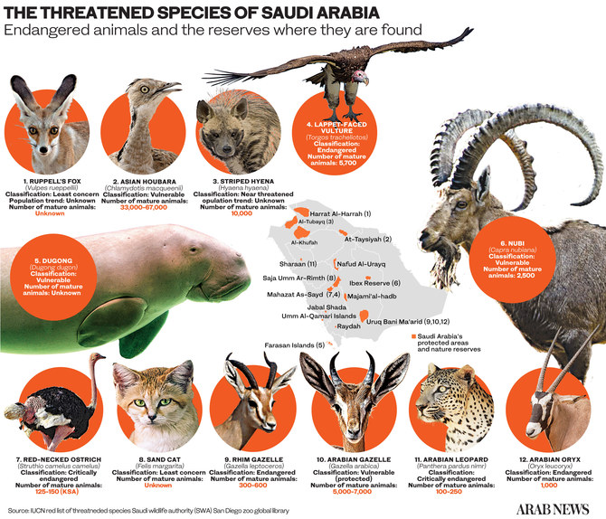 Saudi Arabia’s nature reserves thrive in bid to replenish numbers of threatened animals