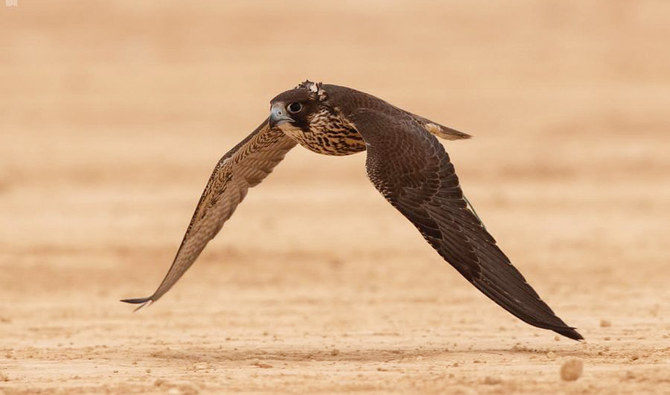 Saudi falconry festival kicks off in Riyadh