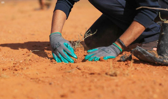 6,500 trees planted in northeast Riyadh to promote greenery
