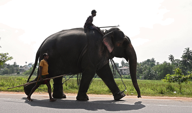 A jumbo problem: Sri Lanka sees world’s highest elephant deaths