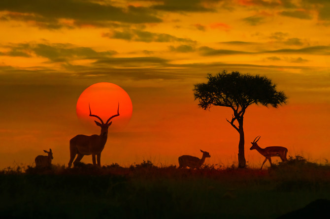 Cruisin’ the Kruger: A South African safari