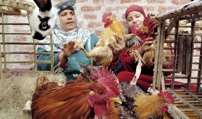 Egypt denies reports of bird flu outbreak