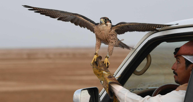 Saudi club launches project to protect falcons