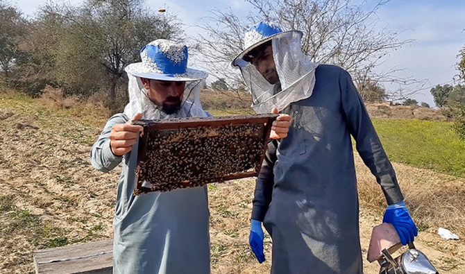 Plan bee: Pakistan honey exports create jobs buzz