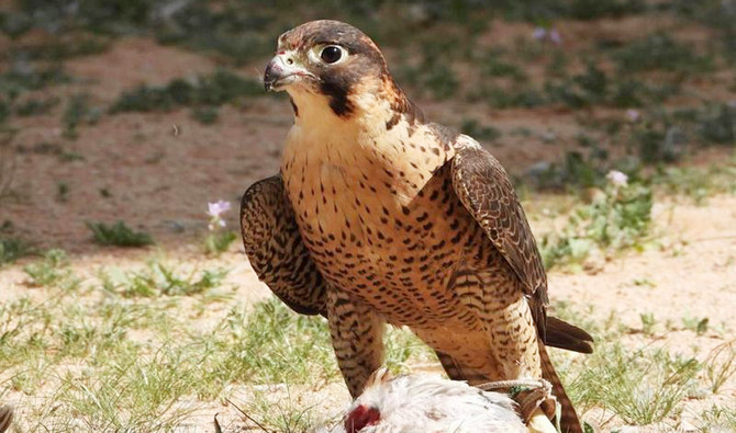 Saudi club continues efforts to protect falcons