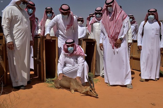 Release of wildlife kickstarts rehabilitation of Saudi nature reserve 