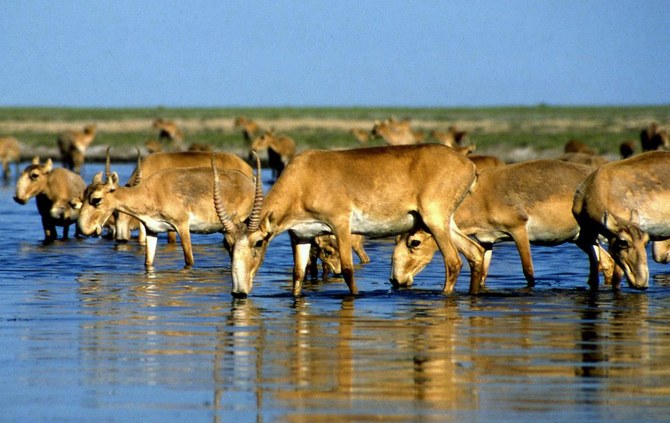 Kazakhstan says 350 rare antelopes killed by lightning