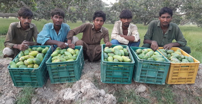 New farming method promises to multiply Pakistan’s mango yield