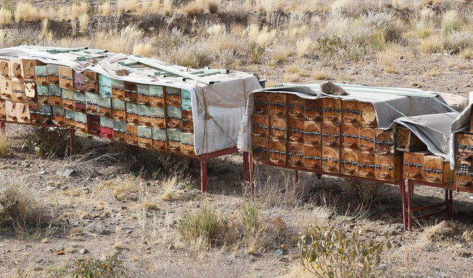 Saudi Arabia creates a buzz with support for honey farms