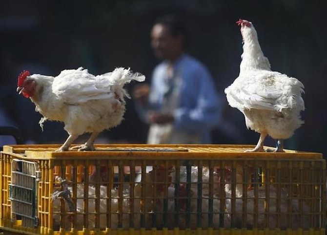 Egypt denies emergence of new bird flu strain