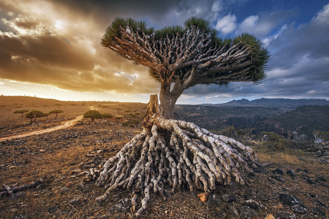 An out-of-this-world trip to Socotra Island