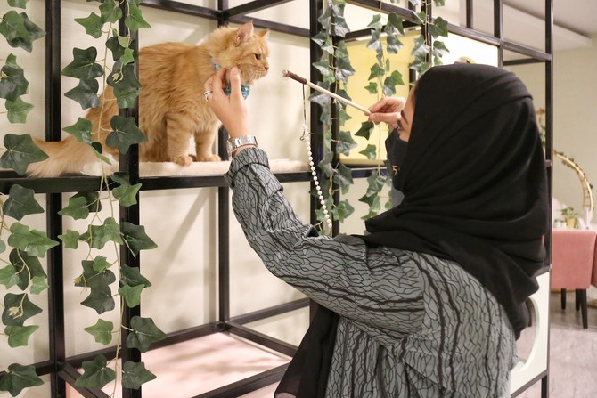 Paws for thought: Inside Riyadh’s first cat café