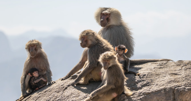 Concerns mount as Baboons appear in several neighborhoods of Saudi capital