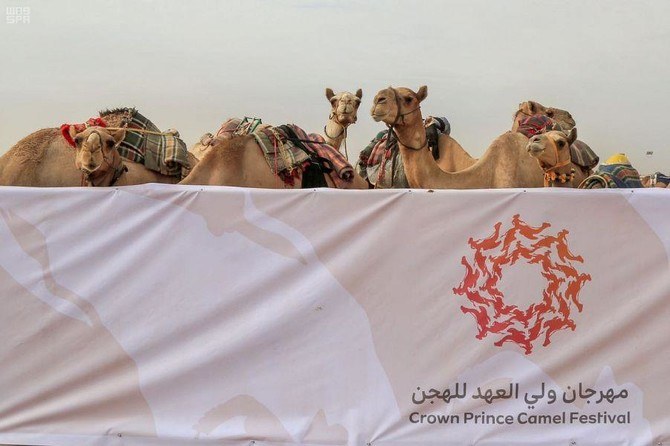 Crown Prince Camel Festival to begin on Aug. 8 in Saudi Arabia