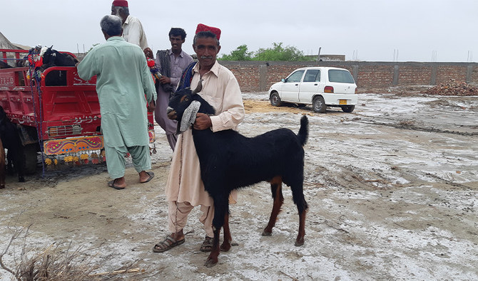 Sacrificial animals raised on organic diet ‘double’ Eid celebrations in Pakistan’s white desert