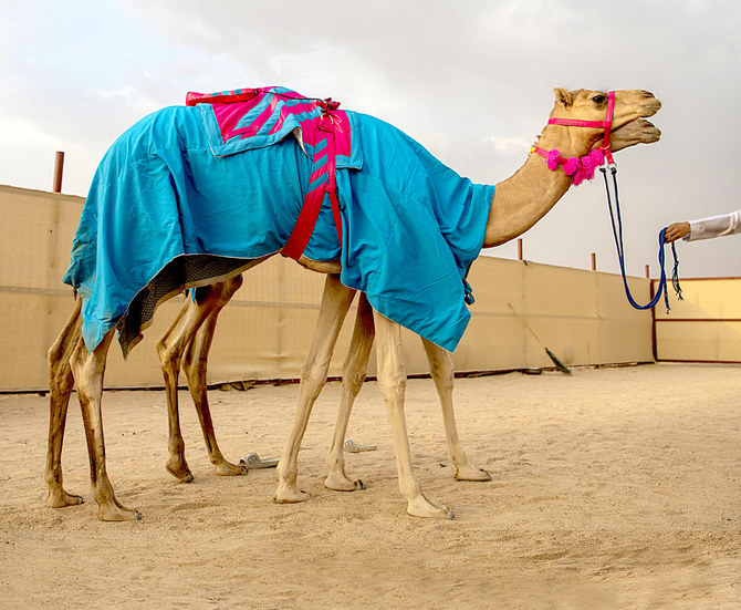 Saudi female camel owner breaks new ground at Taif festival