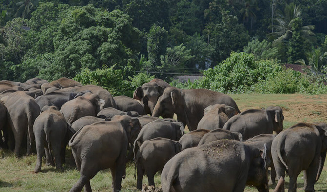 Sri Lanka launches jumbo initiative to protect tamed elephants