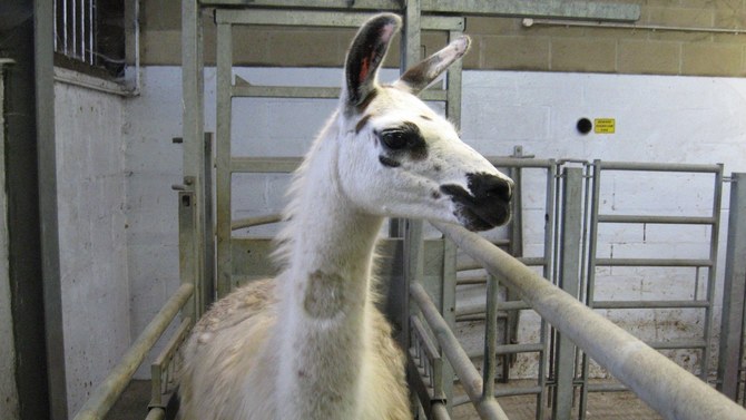 COVID-19 llama treatment shows positive signs