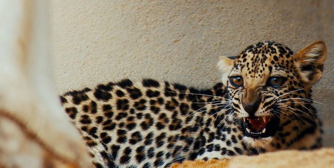 Birth of Arabian leopard cub in Saudi Arabia hailed as important step in efforts to save species