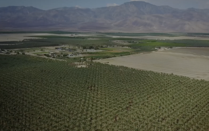 The Californian valley where Arab date palms have flourished