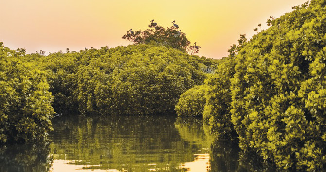 Saudi Arabia’s carbon-rich mangroves are key to combating climate change