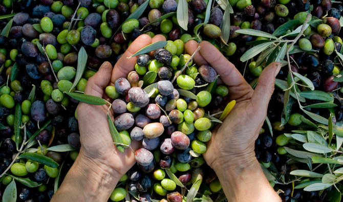 Saudi Arabia’s green oil: Ancient meets modern as the ‘smart farmers’ of Jouf reap a rich olive harvest