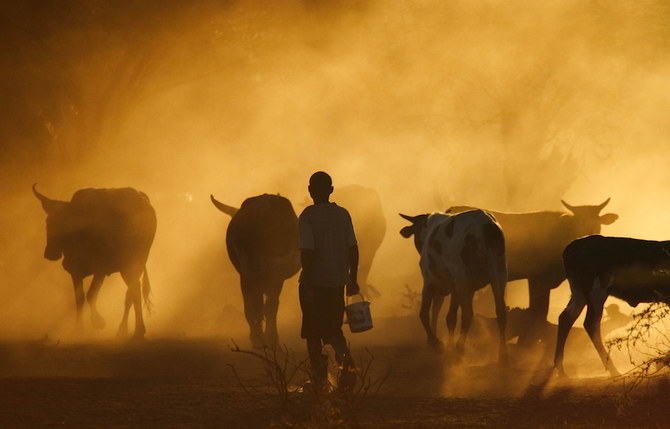 An Ethiopian pastoralist tends to his herd. (Supplied/ILRI)