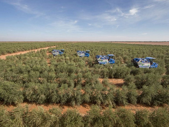 18m olive, palm trees planted in Jouf in line with Saudi Green Initiative