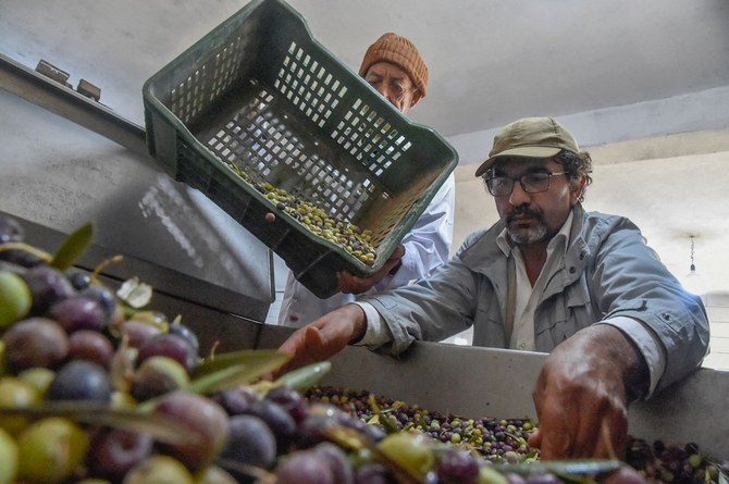 Algerian farmer’s olive oil wins global recognition