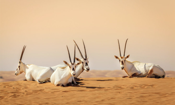 The Arabian oryx returns to the wild after years of uncontrolled hunting. (Supplied)