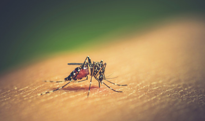 Sri Lankan doctors sound alarm as dengue cases rise