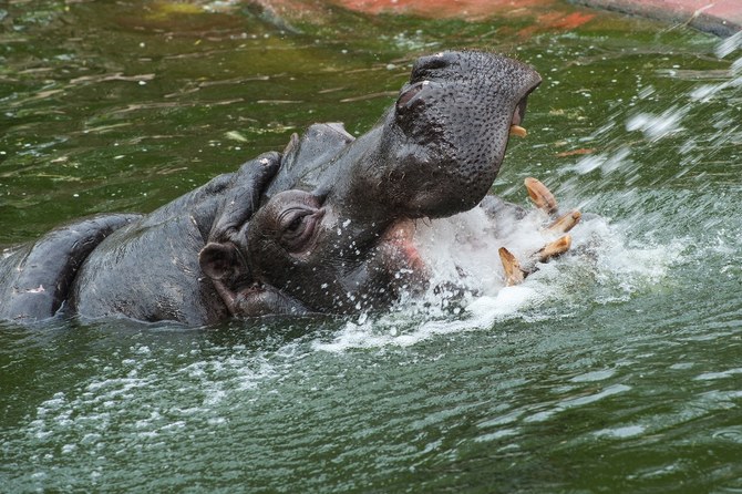 Belgian zoo hippos test positive for Covid