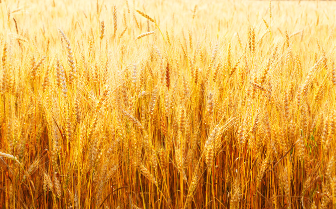 Egyptian-Russian talks to establish a logistical zone to store wheat in Egypt