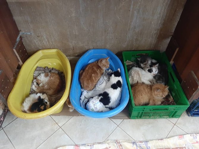 Animal group finds loving homes overseas for Syria’s stray cats, dogs