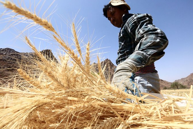Saudi grain organization will buy wheat with an exceptional increase from local farmers