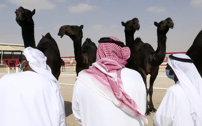 Judges scrutinize contestants at Al-Dhafra Festival in Liwa, 120 km southwest of Abu Dhabi. The event sees the participation of tens of thousands of camels. (AP)