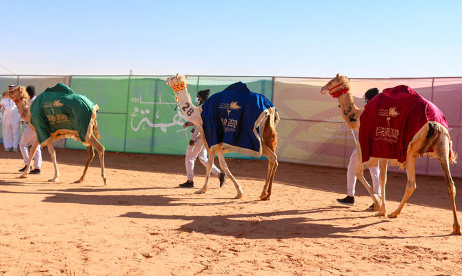 Female business owner kitting out camels at King Abdulaziz Camel Festival