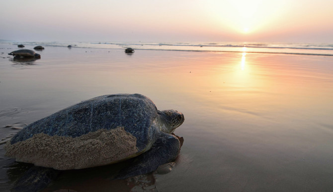 Saudi Arabia protecting endangered turtles through rescue programs