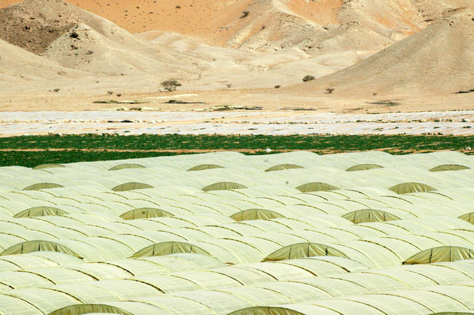 Hydroponic farming boosts prospects of sustainable agriculture in Saudi Arabia