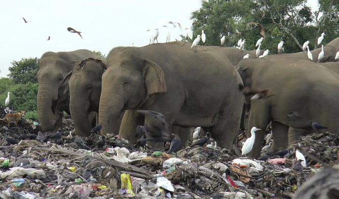 Elephant deaths lift lid on Sri Lanka waste problem