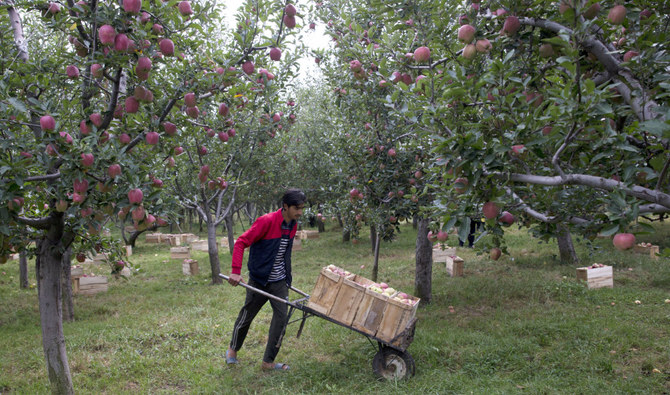 A Kashmiri farmer transports apples on a wheelbarrow inside his orchard in Wuyan, south of Srinagar Indian controlled Kashmir. (AP file photo)  