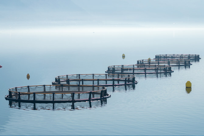 Saudi Fisheries driving the transformation of the Kingdom’s aquaculture industry