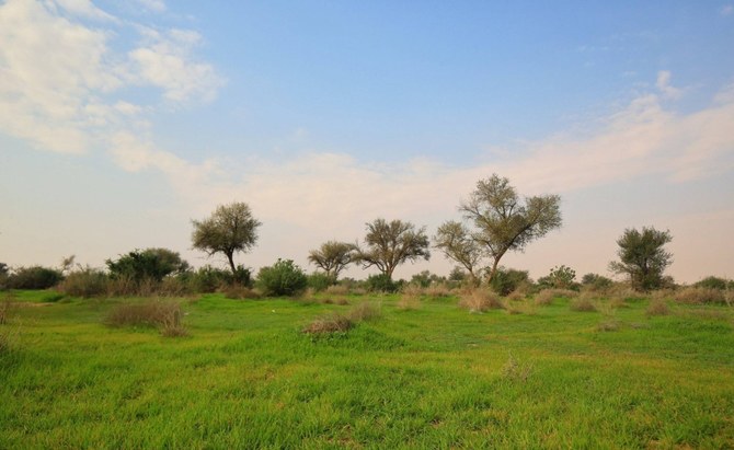 King Abdulaziz Royal Reserve gets 100,000 new trees