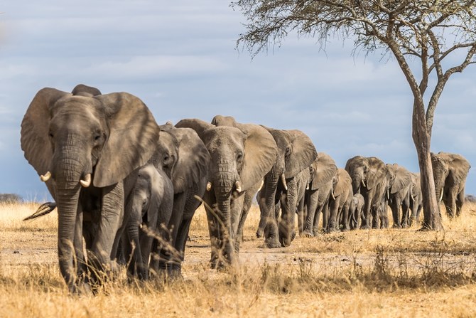 Elephant in Uganda park kills Saudi tourist