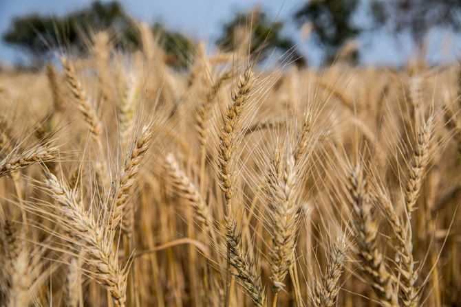 PIF-owned SALIC wheat imports jump almost sixfold in 2021