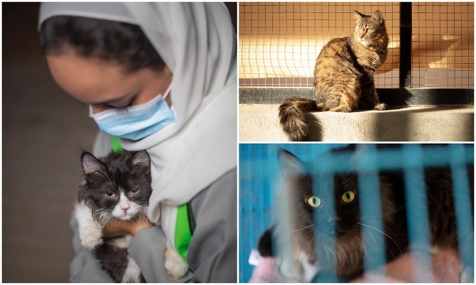 How a Saudi nonprofit is promoting compassion for animals and the environment